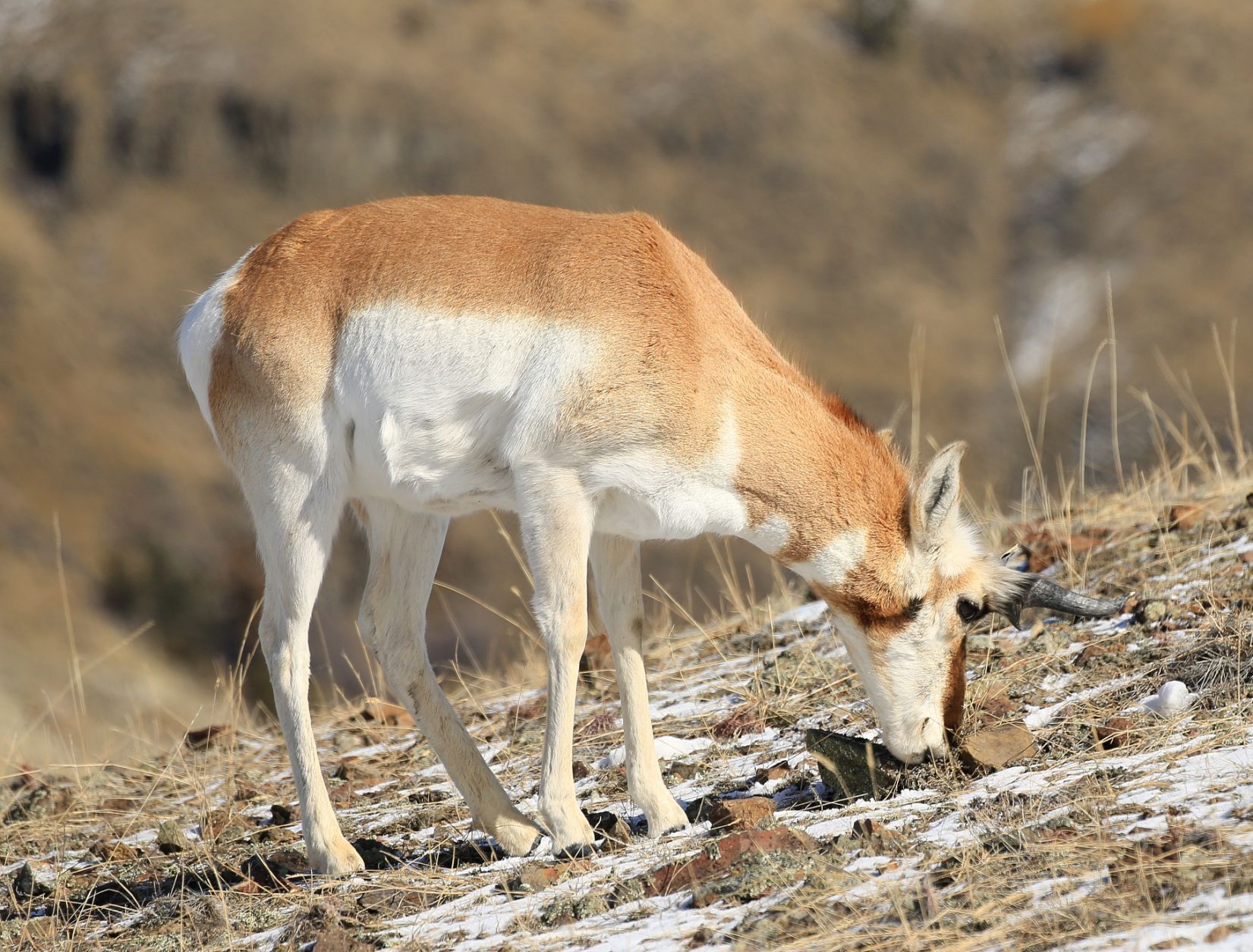 Pronghorn Antelope